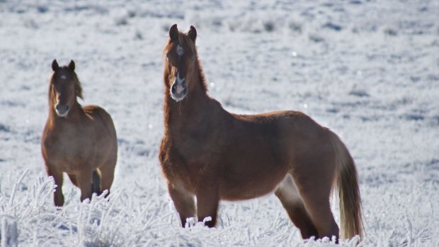 Brumbies in Kosciuszko National Park.