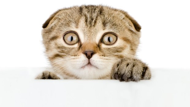 Cute kittens on the internet: #relatable.