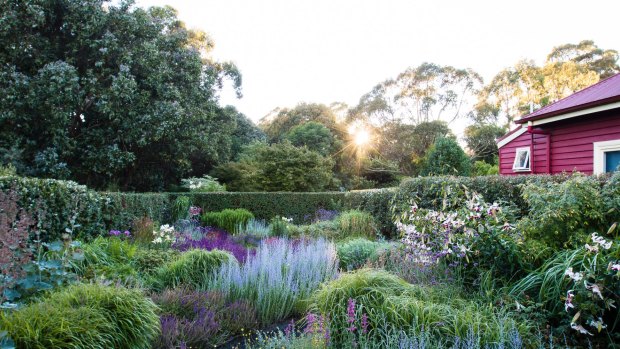 Simon Rickard's garden is an ongoing experiment.