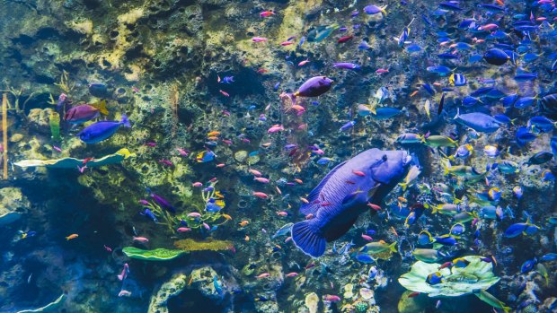 Cairns Aquarium houses 15,000 aquatic animals, fish, plants and other organisms.