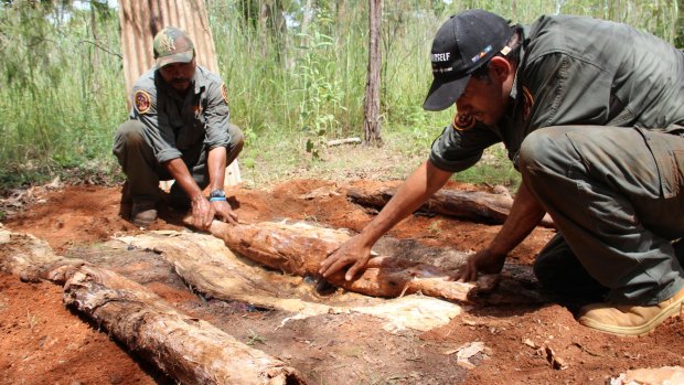 Ranger Fred Hunter uses paperbark to cook buffalo shoulder in a traditional underground oven.