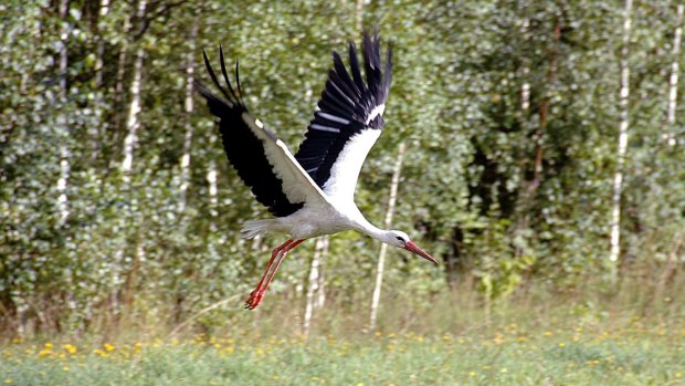 A stork flies over the grass in the Bialowieza Forest Park in eastern Poland, the best preserved relic of an ancient forest that once covered the lowlands of Europe and Russia. 