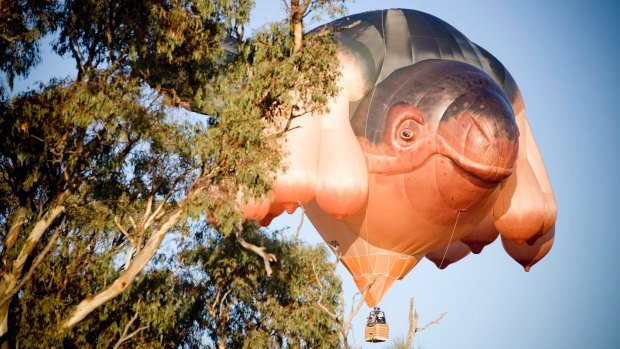 Commissioned for the Centenary of Canberra, the Skywhale is at least twice as big as a standard hot-air balloon, weighs half a tonne and used more than 3.5km of fabric. 