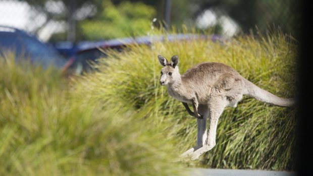 An eastern grey kangaroo in Canberra. 