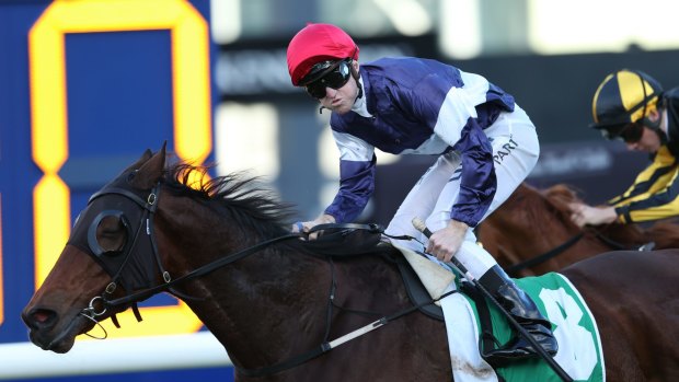 Almost there: The Snowden stable likes the chances of Commanding Wit at Rosehill on Saturday.