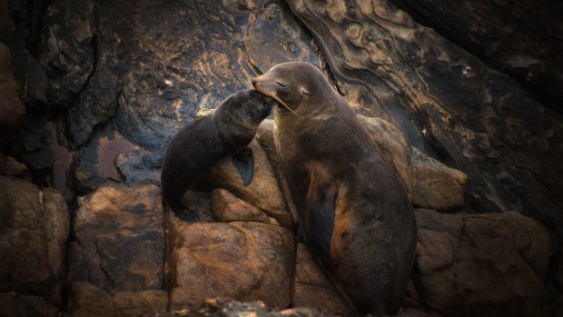 New Zealand Sea Lions at Admiral's Arch in Flinder's Chase National Park, Kangaroo Island, South Australia.