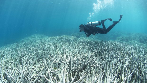 Coral bleaching at the Great Barrier Reef.