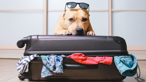Dog ownership has surged during the pandemic, but our furry friends can make going on holidays complicated.