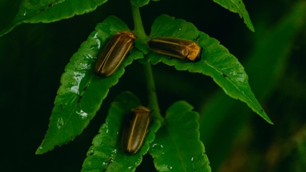 Fireflies use light to communicate.