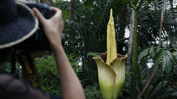 The corpse flower, which smells like rotting flesh.