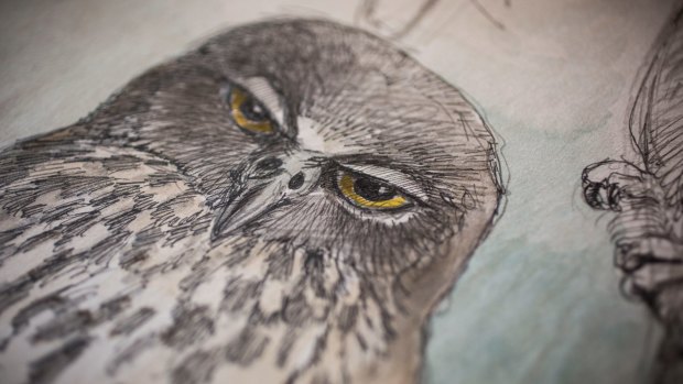 A detailed drawing of a barking owl's head, one of thousands of field drawings and other sketches by the late and famous bird artist, William T Cooper, given to the NSW State Library. 