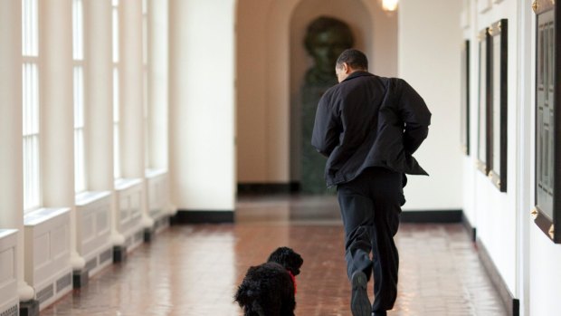 President Obama welcoming the family's new puppy Bo, at the White House in 2009. 