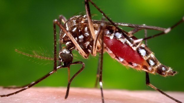 Most cases of the mosquito-borne Ross River virus are believed to have been acquired in regional Victoria.