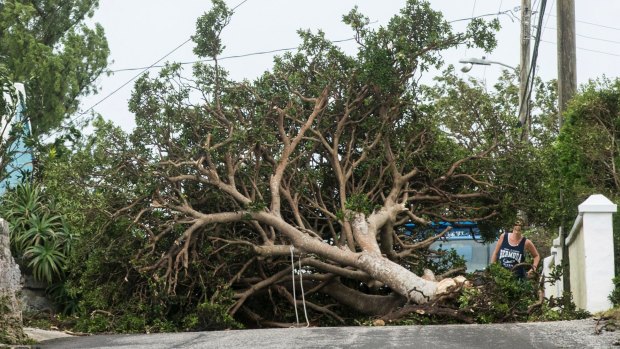 A resident attempts to pass a tree downed by the high winds of Hurricane Nicole in St Georges, Bermuda.