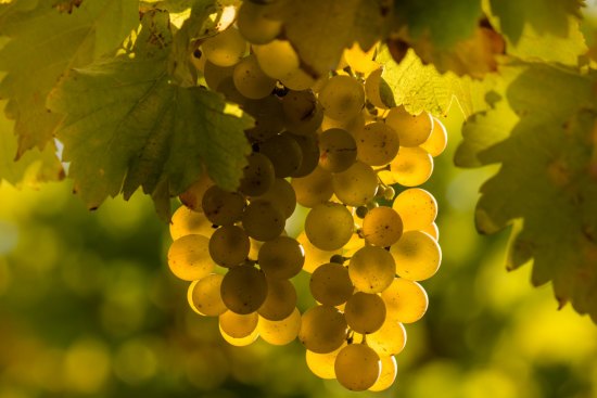 Riesling grapes at vintage.