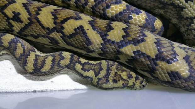 A 10-year-old girl was taken to hospital after being bitten by a snake in Ningaloo.