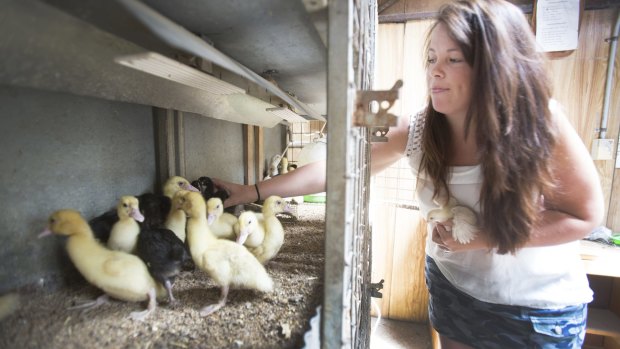 Rani Jennings who has been helping the Funks rescue chicks after the Mount Bolton fire destroyed their poultry farm.