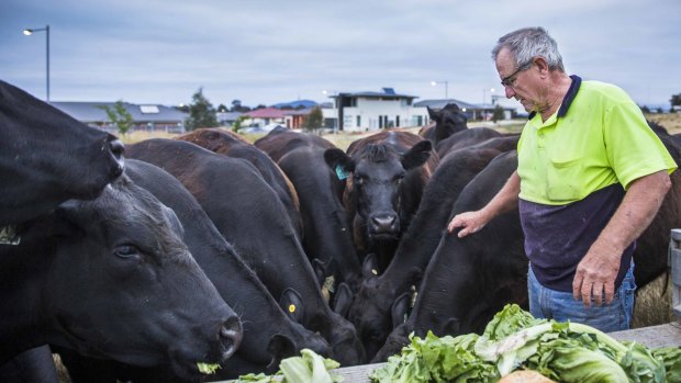 John Hudson, father of Wells Station owner Peter Hudson, feeds a mob of hungry Angus cows.  The family run 30 beasts on the 92-acre block that in the last 3 years has become completely encircled by the suburb of Harrison.