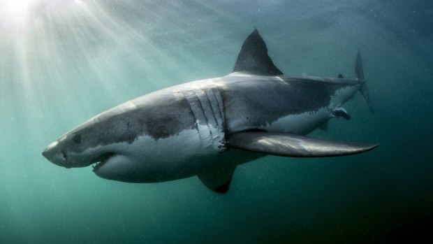Timeline of fatal shark attacks along the West Australian coast