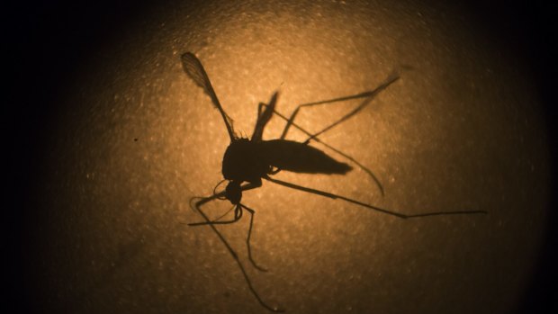 An Aedes aegypti mosquito is photographed through a microscope.