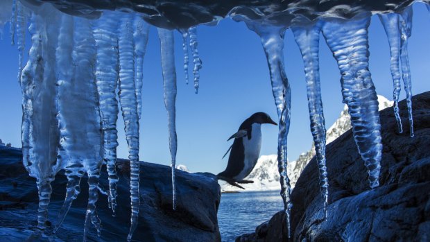 Warming up: possible record temperatures recorded on the Antarctic Peninsula.