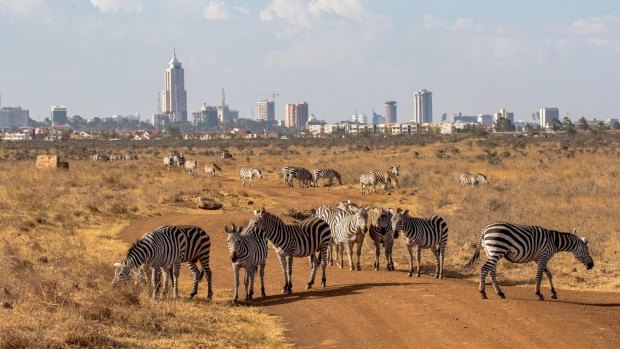 The zebras at Nairobi National Park are all but urban.