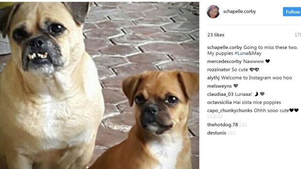Shapelle Corby sends a farewell Instagram post to her two dogs, Luna and May. 