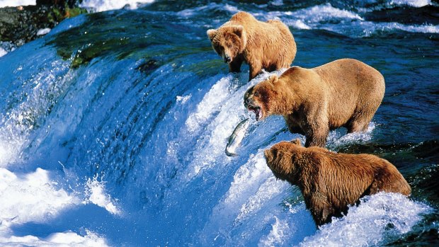 Seeing brown bears is one of the many attractions of Alaska.