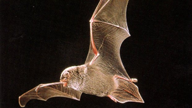 A southern bent-wing bat in flight.