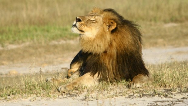Cecil the lion was killed by a US tourist, sparking widespread outrage. 