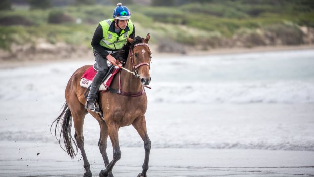 Beach life: Melbourne Cup runner Humidor enjoys an early morning training session on the beach at Lady Bay in Warrnambool.