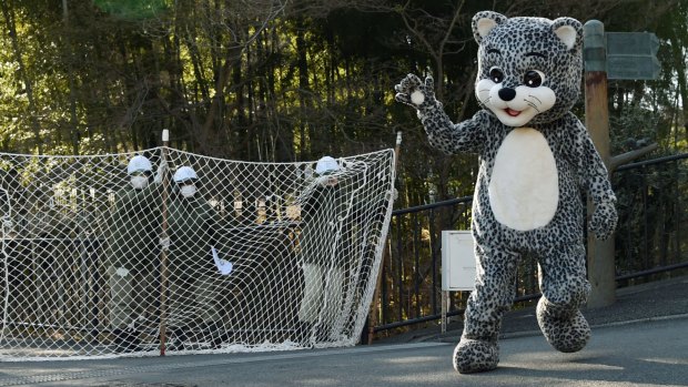 On the run: A zoo employee dressed in a snow leopard costume takes part in the drill.