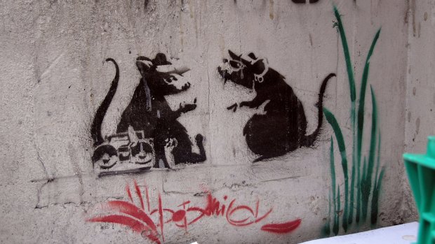 An example of Banksy's rat stencils, which have dwindled in number in Melbourne because of vandalism, construction and mishaps.