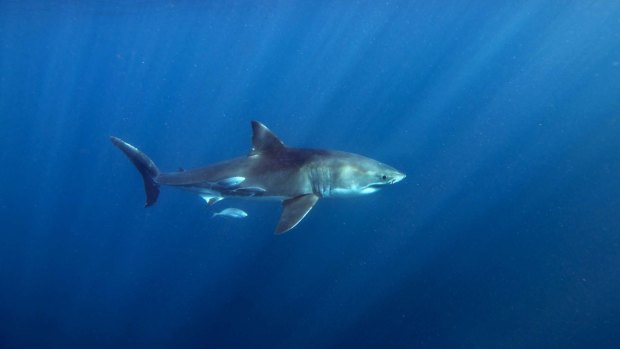 Researchers want to develop a website to provide red, orange and green lights for "shark weather".