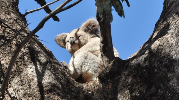 Wildlife protection: The green groups call for a reserve system for koalas.
