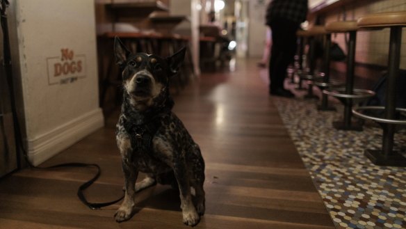 The Enmore Hotel's pub dog Boz is one of many neighbourhood dogs that are welcome.