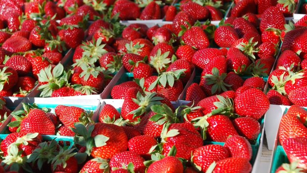 Strawberry beer has been raised as a way to stop millions of dollars' worth of the crop going to waste. 