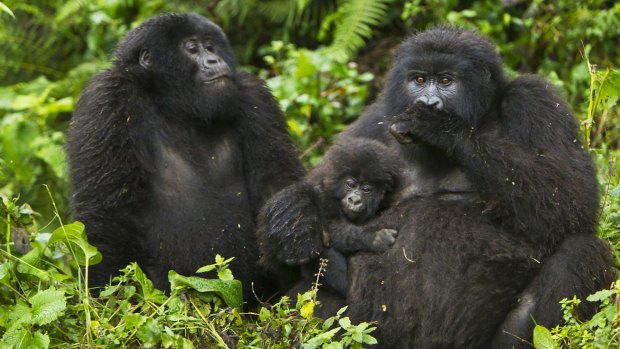 Gorillas in the Virunga Mountains, Rwanda.
