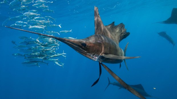 Underwater view of  sailfish corralling a sardine shoal, Contoy Island.