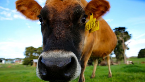 Investors are eyeing new generation dairy companies favourably.