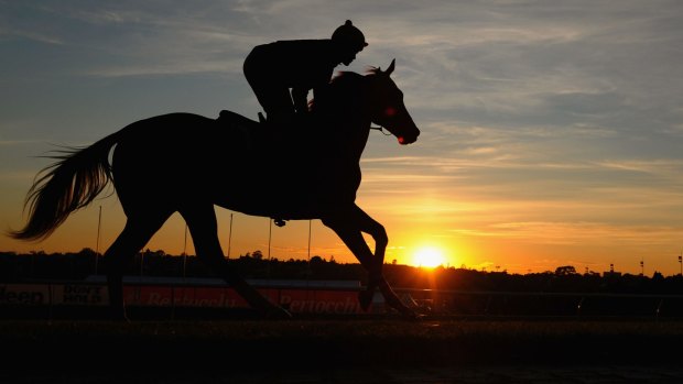 Hard yards: Michael Walker rides Criterion during a trackwork session at Mooney Valley Racecourse.