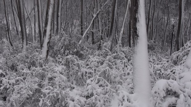 Lake Mountain has received more than 10 centimetres of snow in the past day.