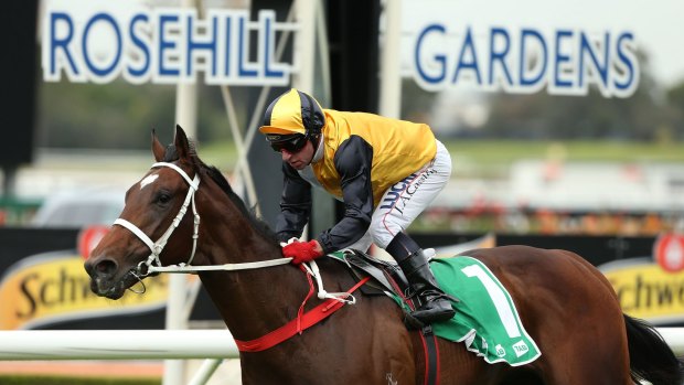 Saturday success: Jim Cassidy rides Press Statement to win the TAB Place Multi Plate at Rosehill.