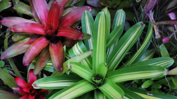 Bromeliads have become popular with landscape architects. Picture: Isabella Lettini 