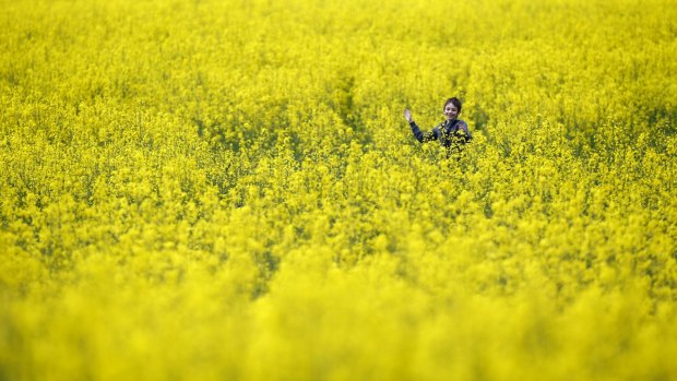 A boy plays in a rapeseed colza field near the village of Svisloch, 30 km east of the Belarus capital Minsk.