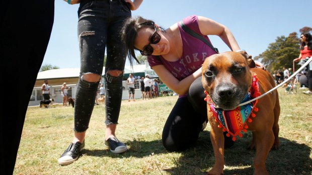Hey gorgeous: Fan Natalie Calderwood got to meet social media star dog Pikelet at Dogapalooza music festival at Burnley Gardens.