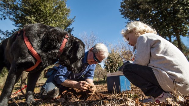 "It's all about the aroma" – Col Roberts of Lowes Mount Truffiere truffle farm in Oberon.