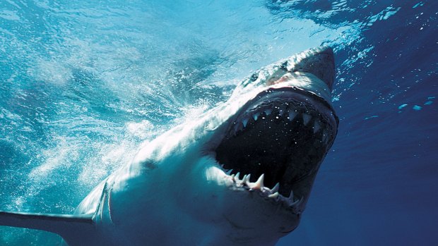 The McGowan government has announced its plans to reduce shark attacks of the WA coast.