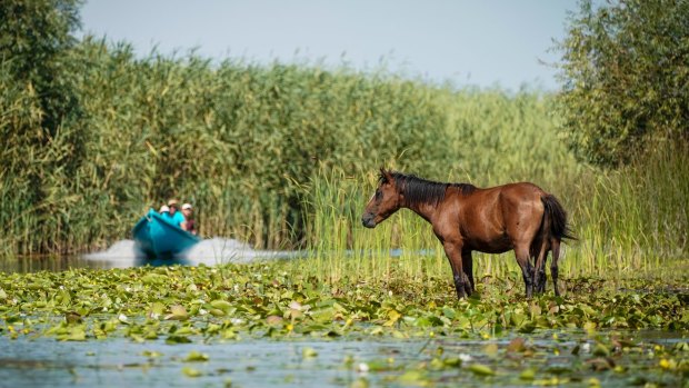 Wild horses in Romania's Danube Delta.