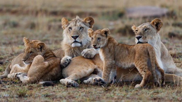 The lion's stare: On safari in Kenya.